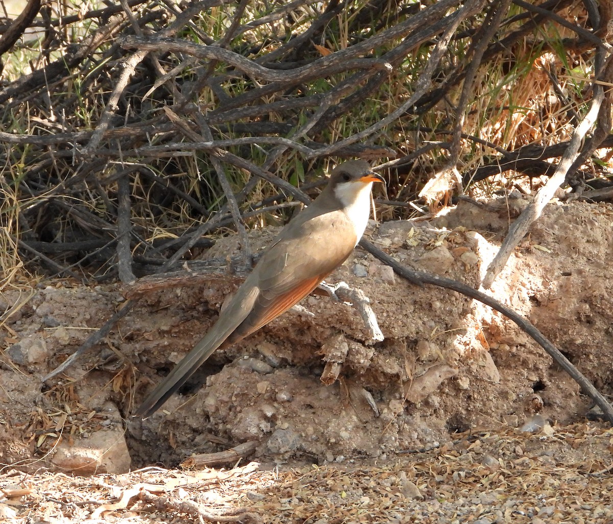 Yellow-billed Cuckoo - ML586661621