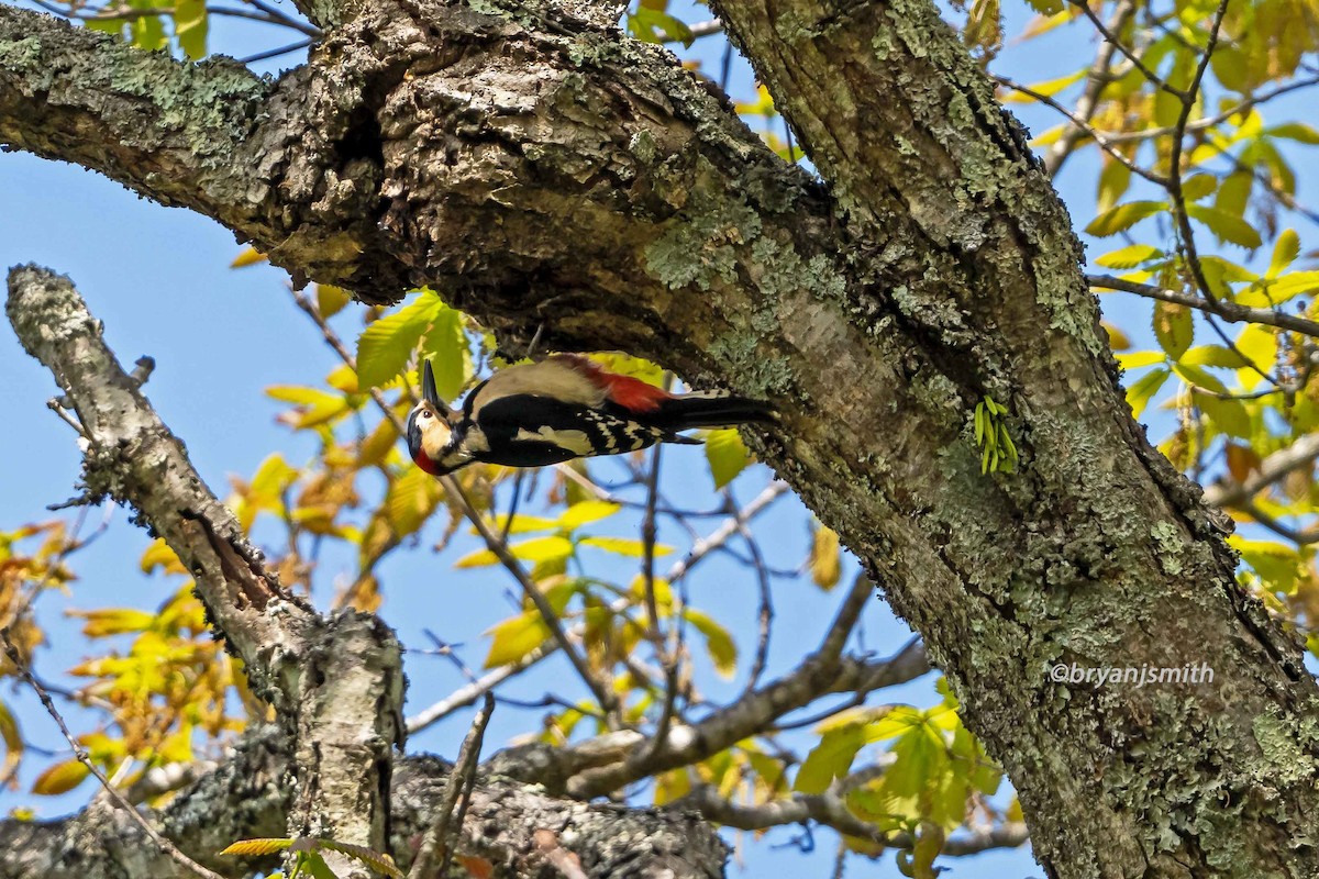 Great Spotted Woodpecker - ML586661901