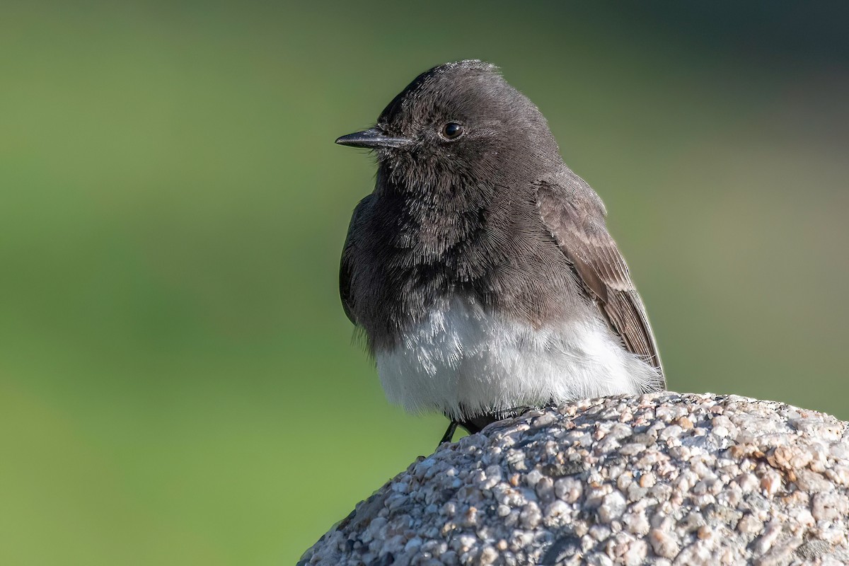 Black Phoebe - ML586661911