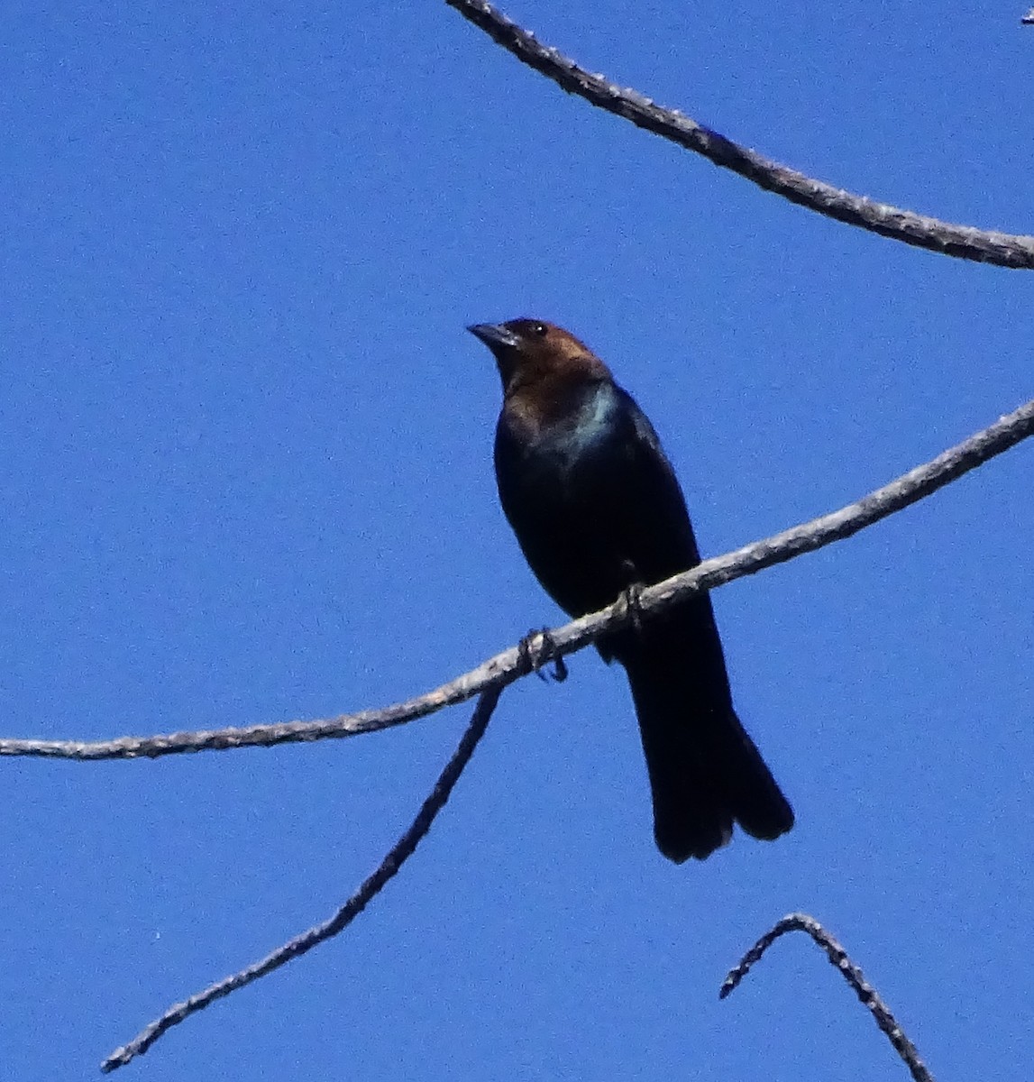 Brown-headed Cowbird - ML586661961