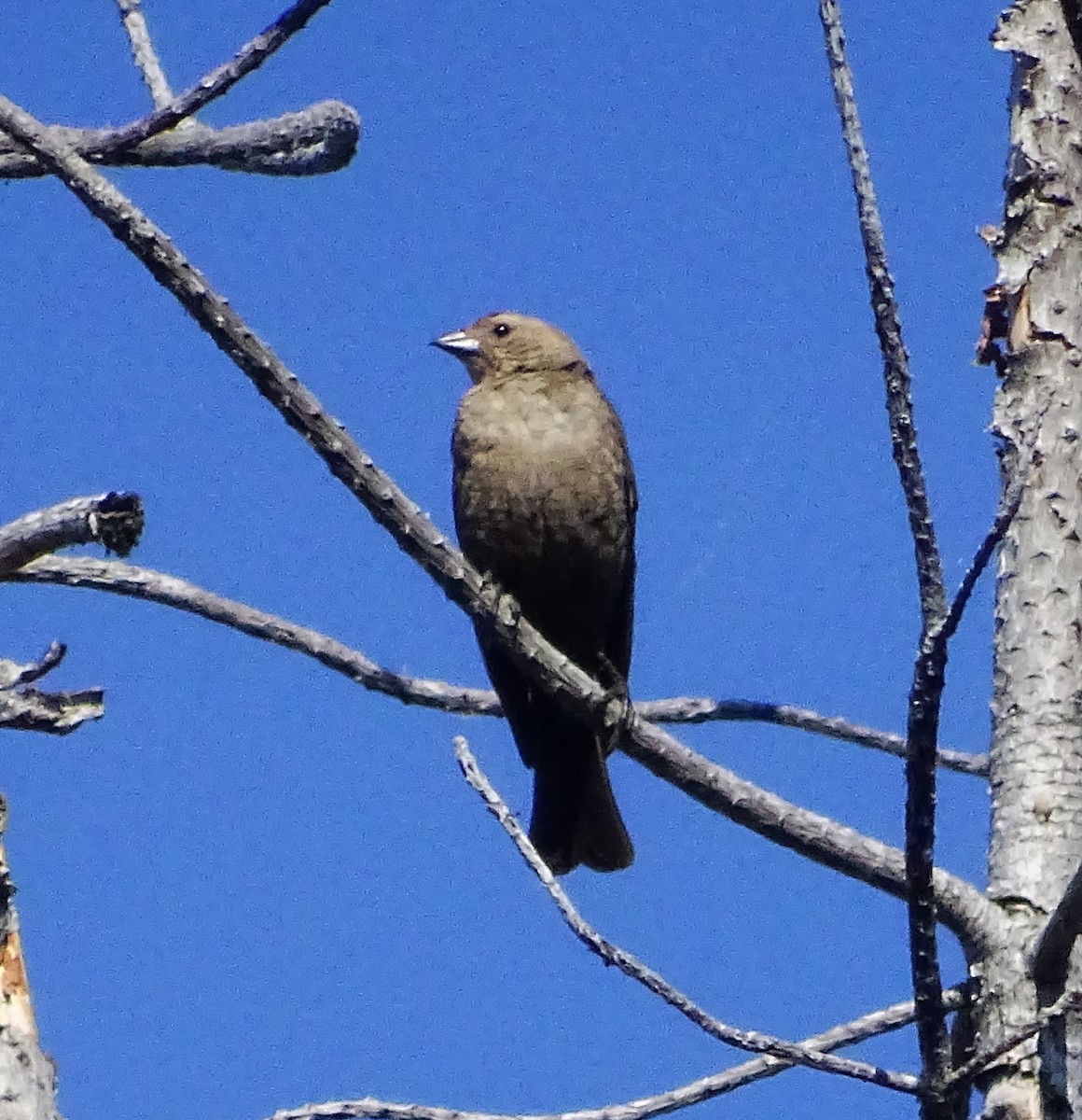 Brown-headed Cowbird - Diane Rose