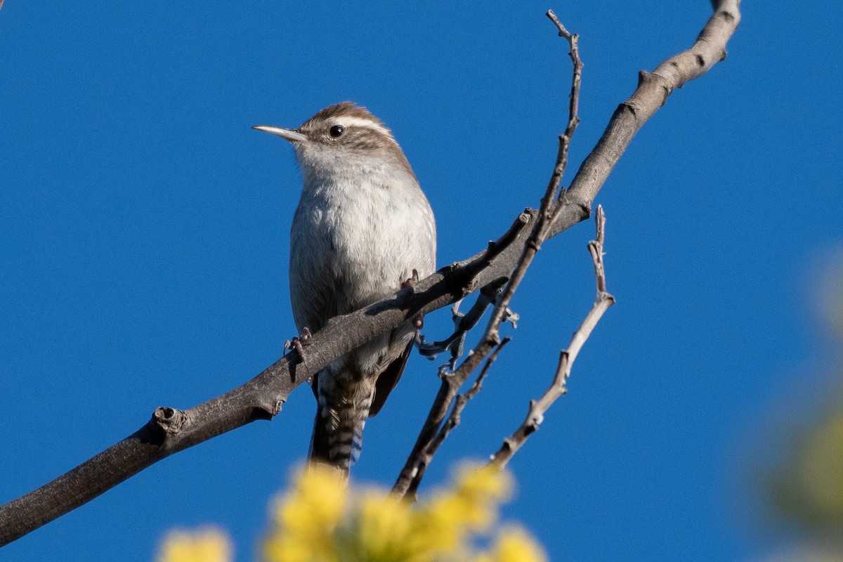 Bewick's Wren - Andy Connelly