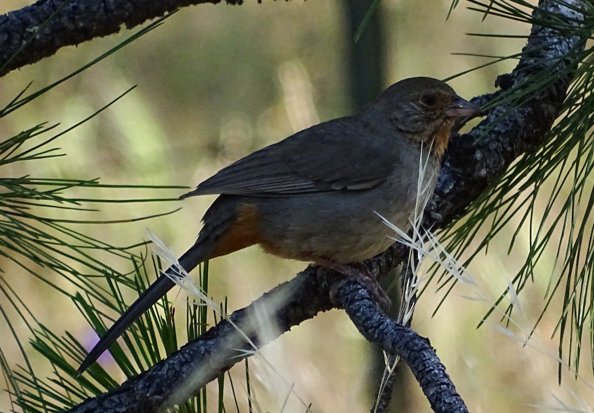 California Towhee - ML586662031