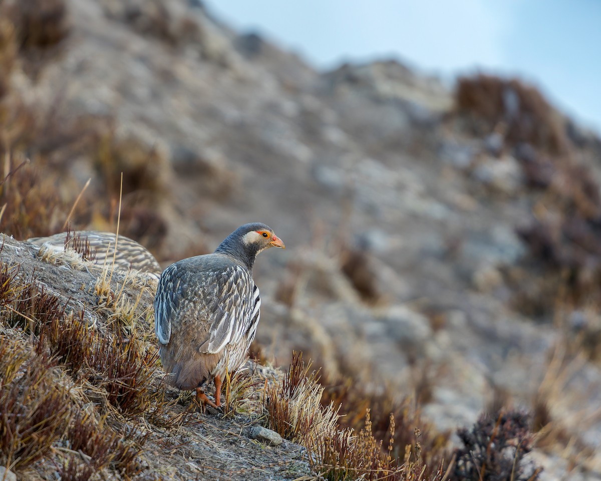 Tibetan Snowcock - ML586662241