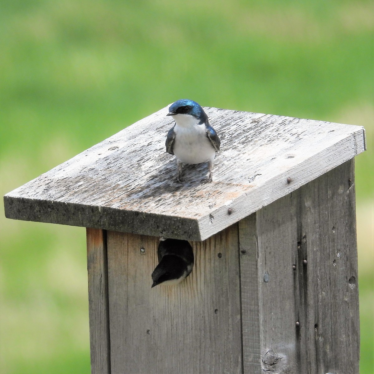 Golondrina Bicolor - ML586662641