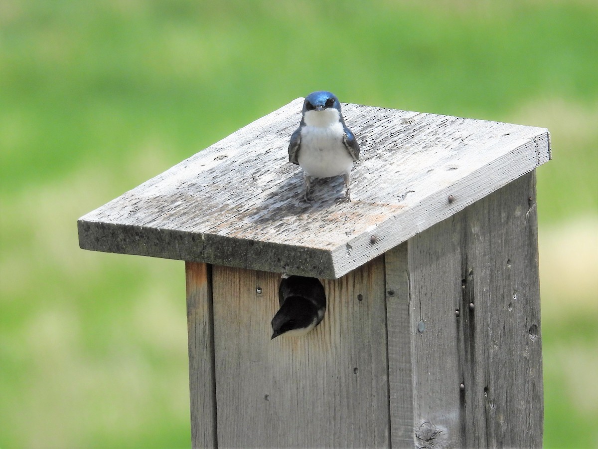 Tree Swallow - ML586663311