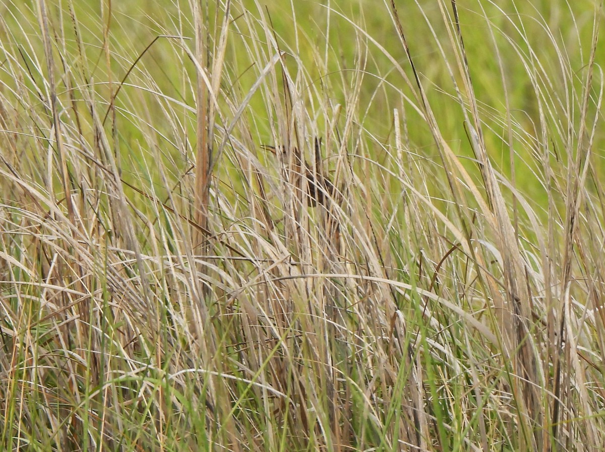 Marsh Wren - ML586664101