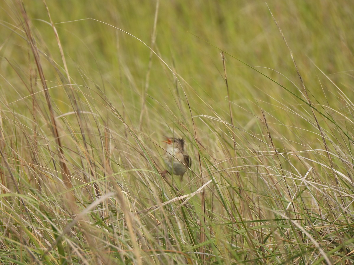 Marsh Wren - ML586664121