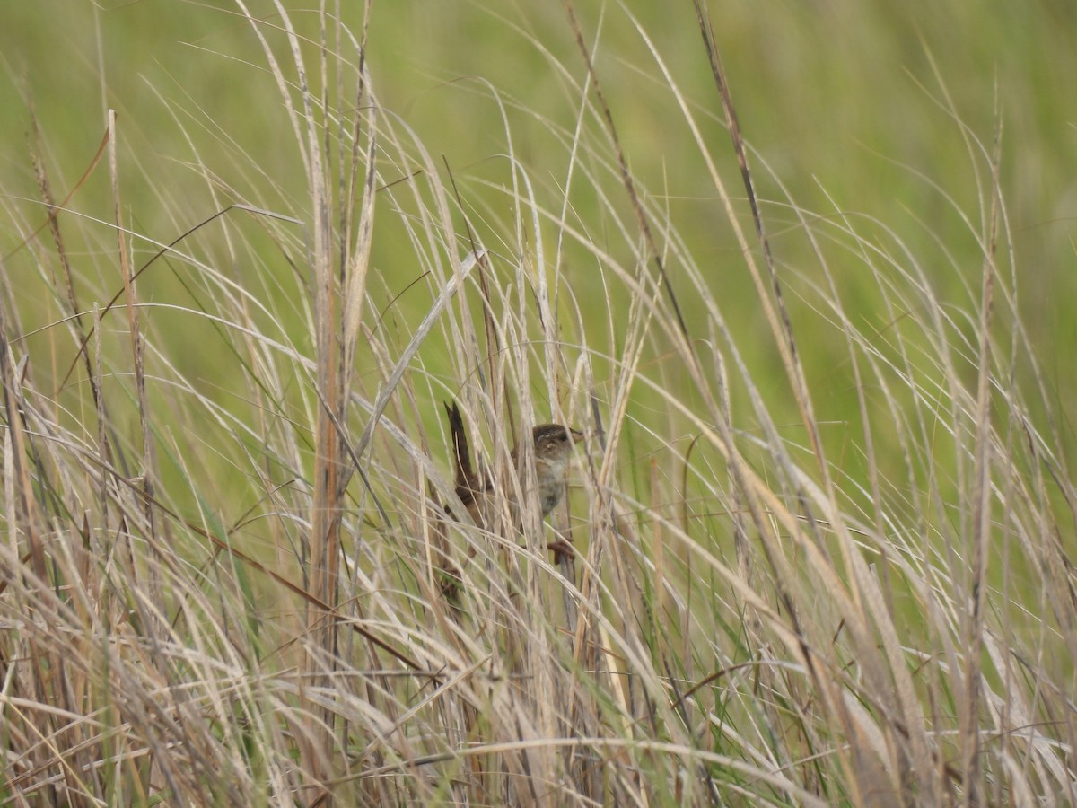 Marsh Wren - ML586664131