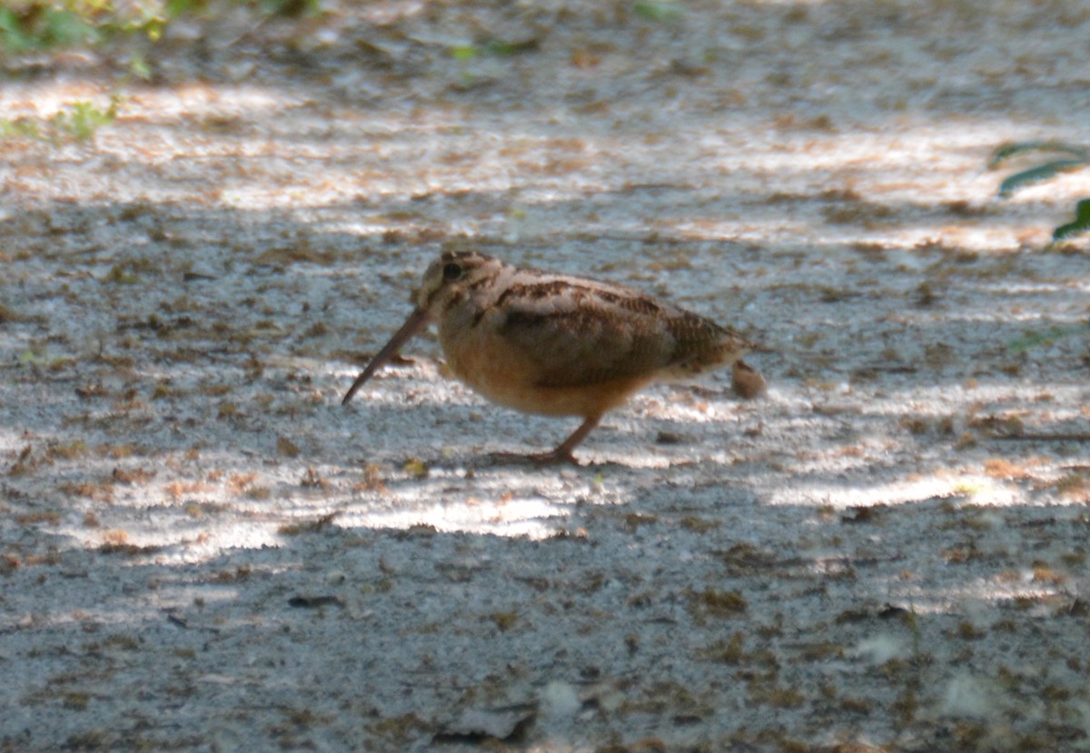 American Woodcock - ML586664271