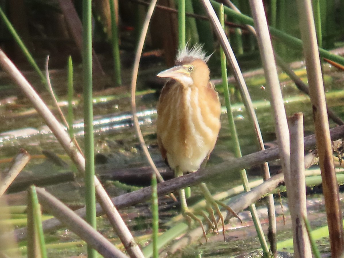 Least Bittern - ML586664721