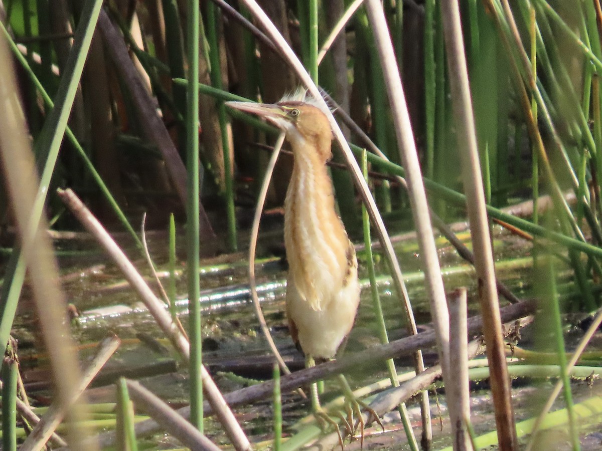 Least Bittern - ML586664741