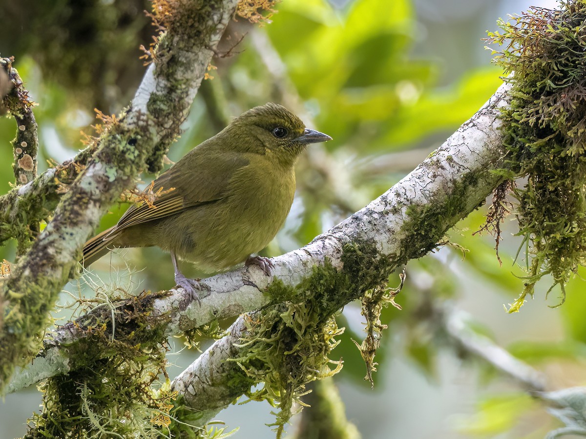 Oleaginous Hemispingus - Andres Vasquez Noboa