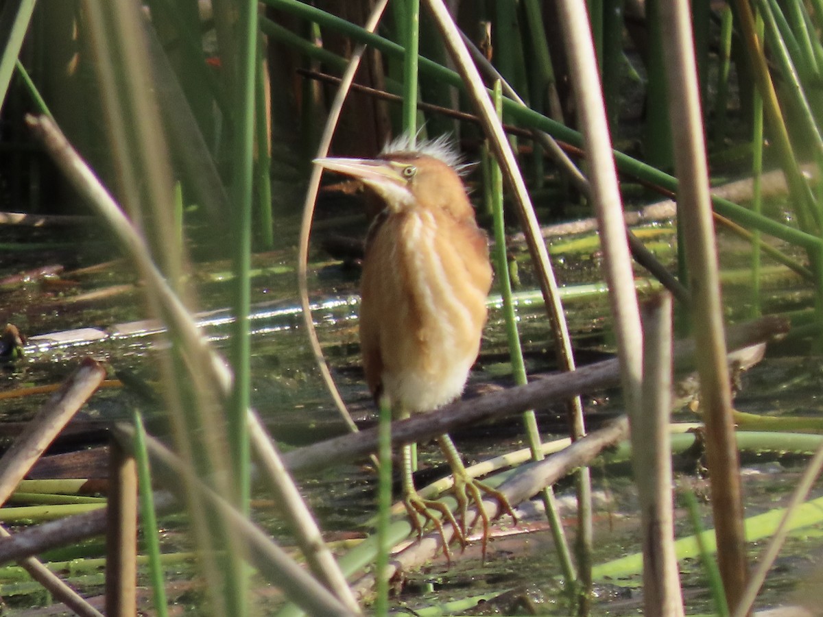 Least Bittern - ML586664851