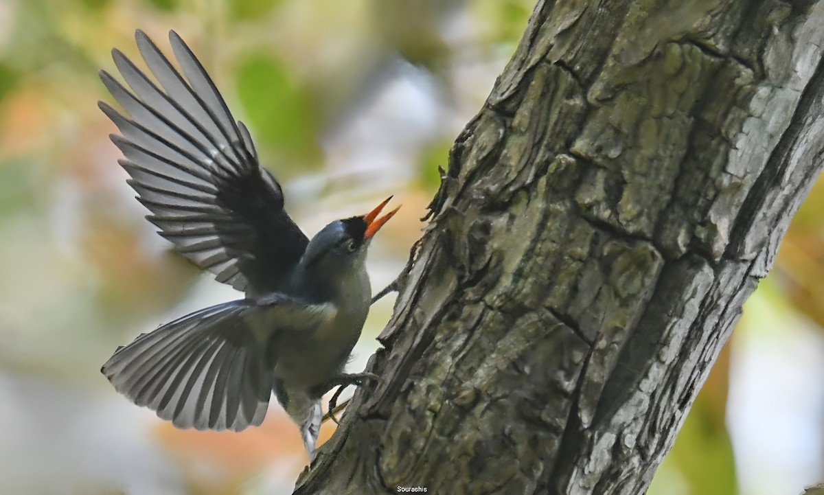 Velvet-fronted Nuthatch - Sourashis Mukhopadhyay