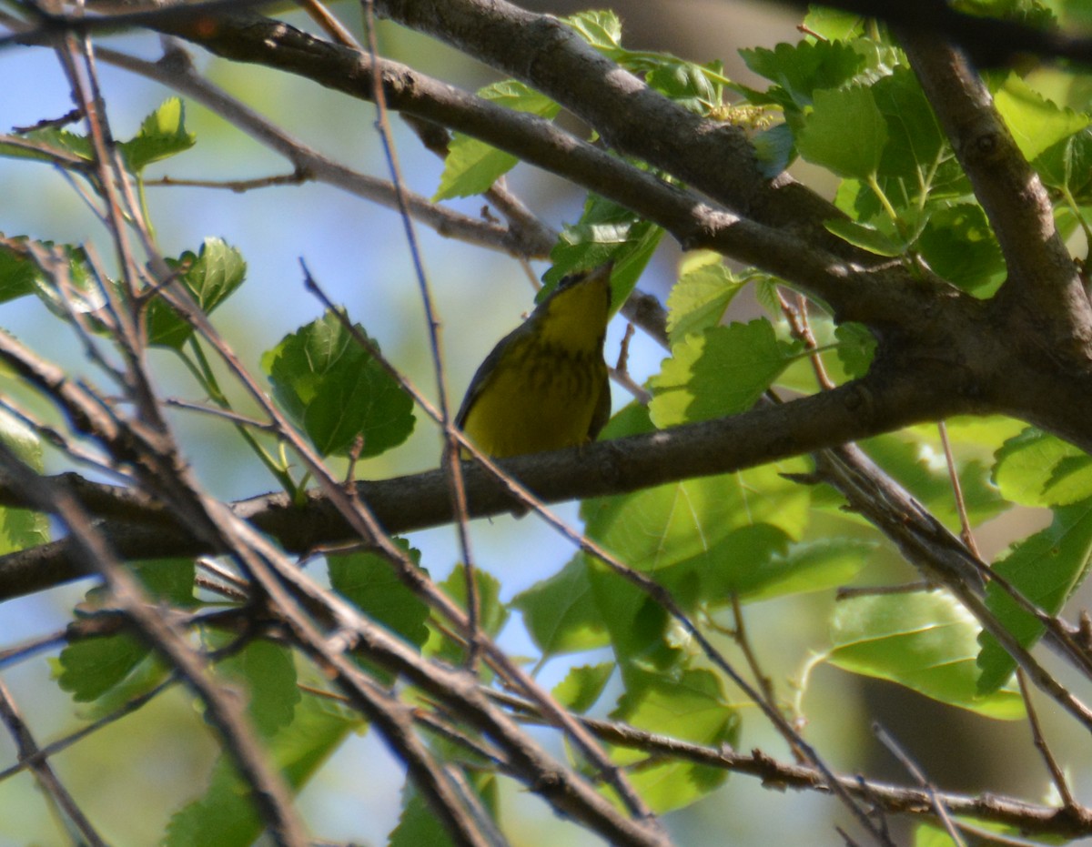 Canada Warbler - ML586665411