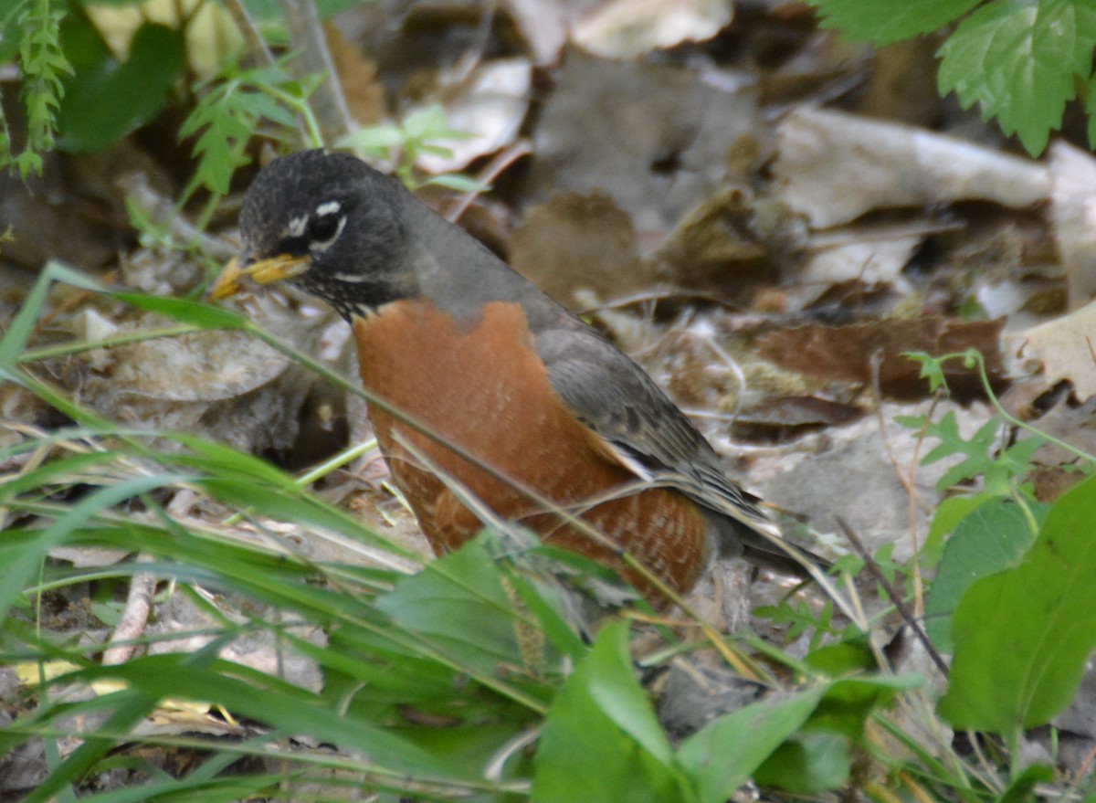 American Robin - ML586665531