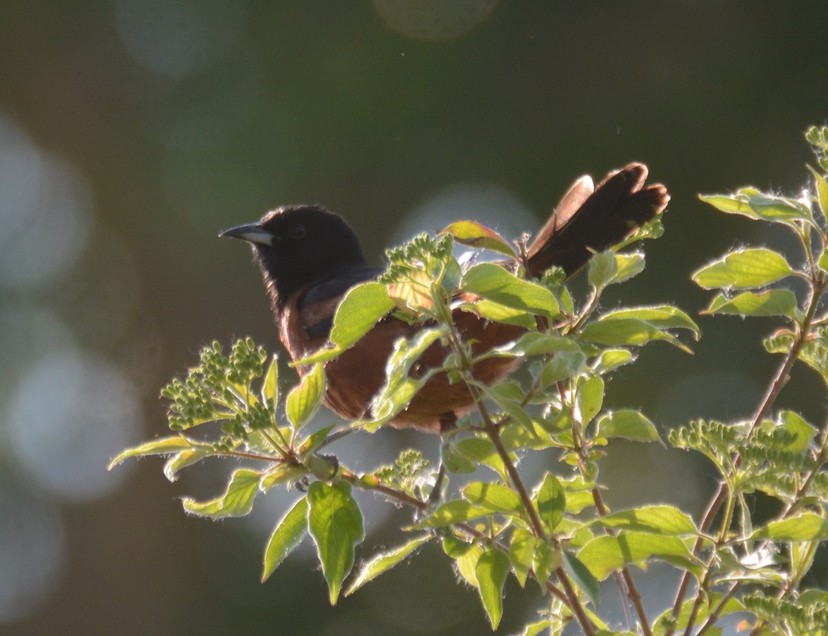 Orchard Oriole - ML586665661