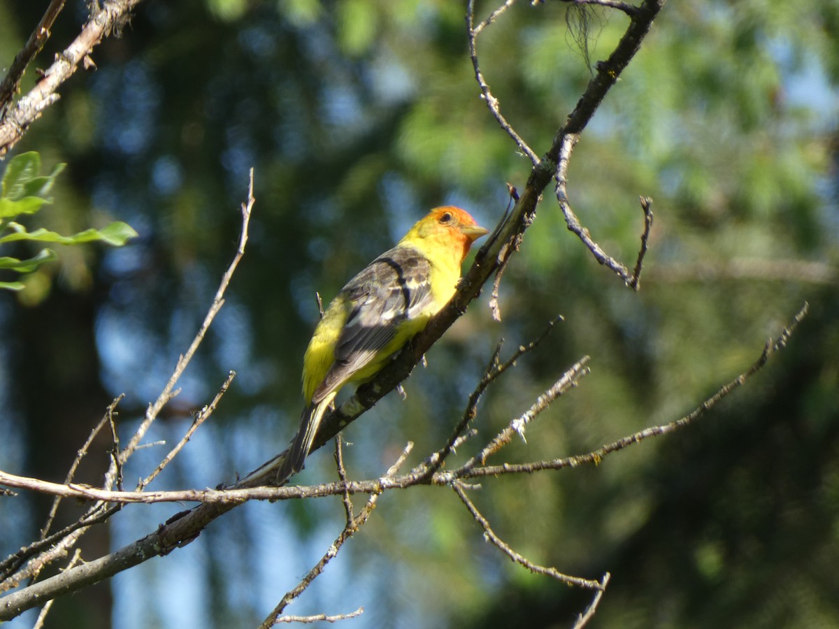 Western Tanager - ML586667241