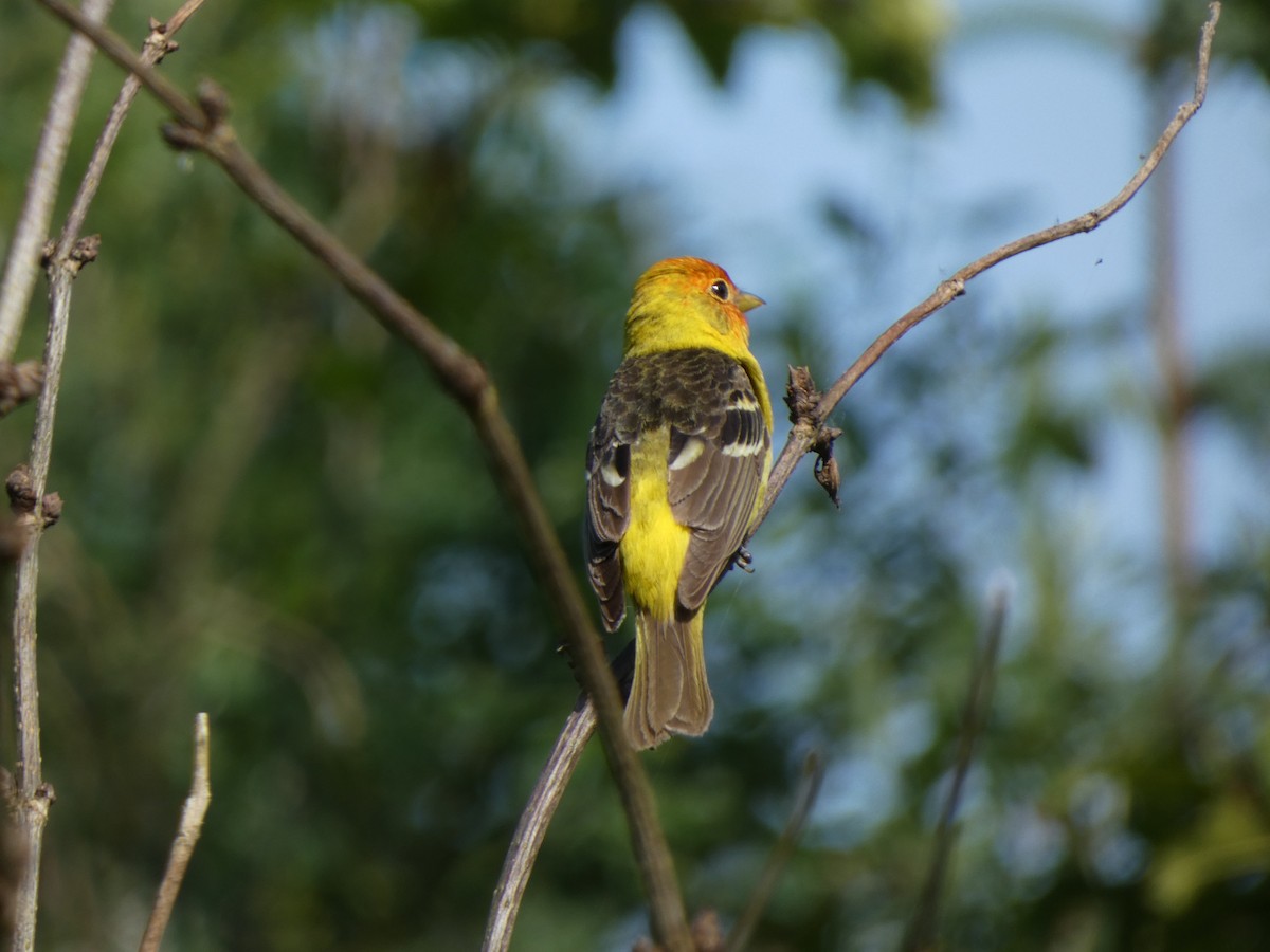 Western Tanager - ML586667251