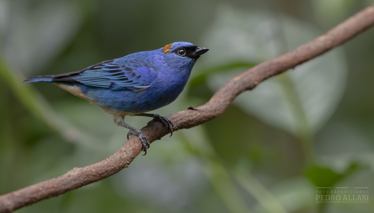 Golden-naped Tanager - ML586667441