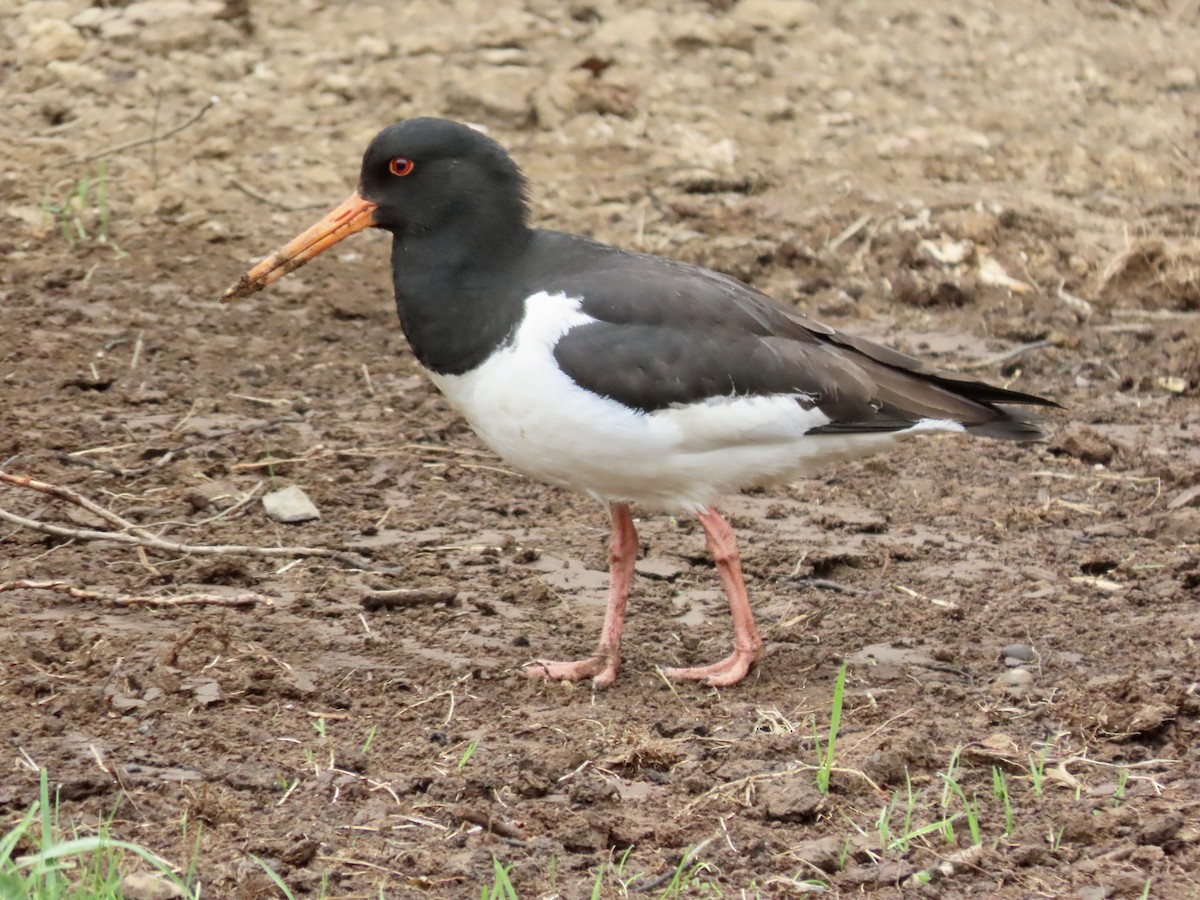 Eurasian Oystercatcher - ML586667631