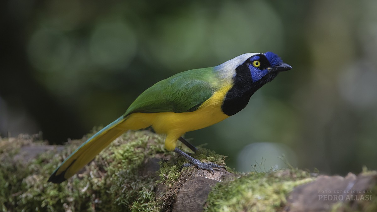 Green Jay - ML586668331