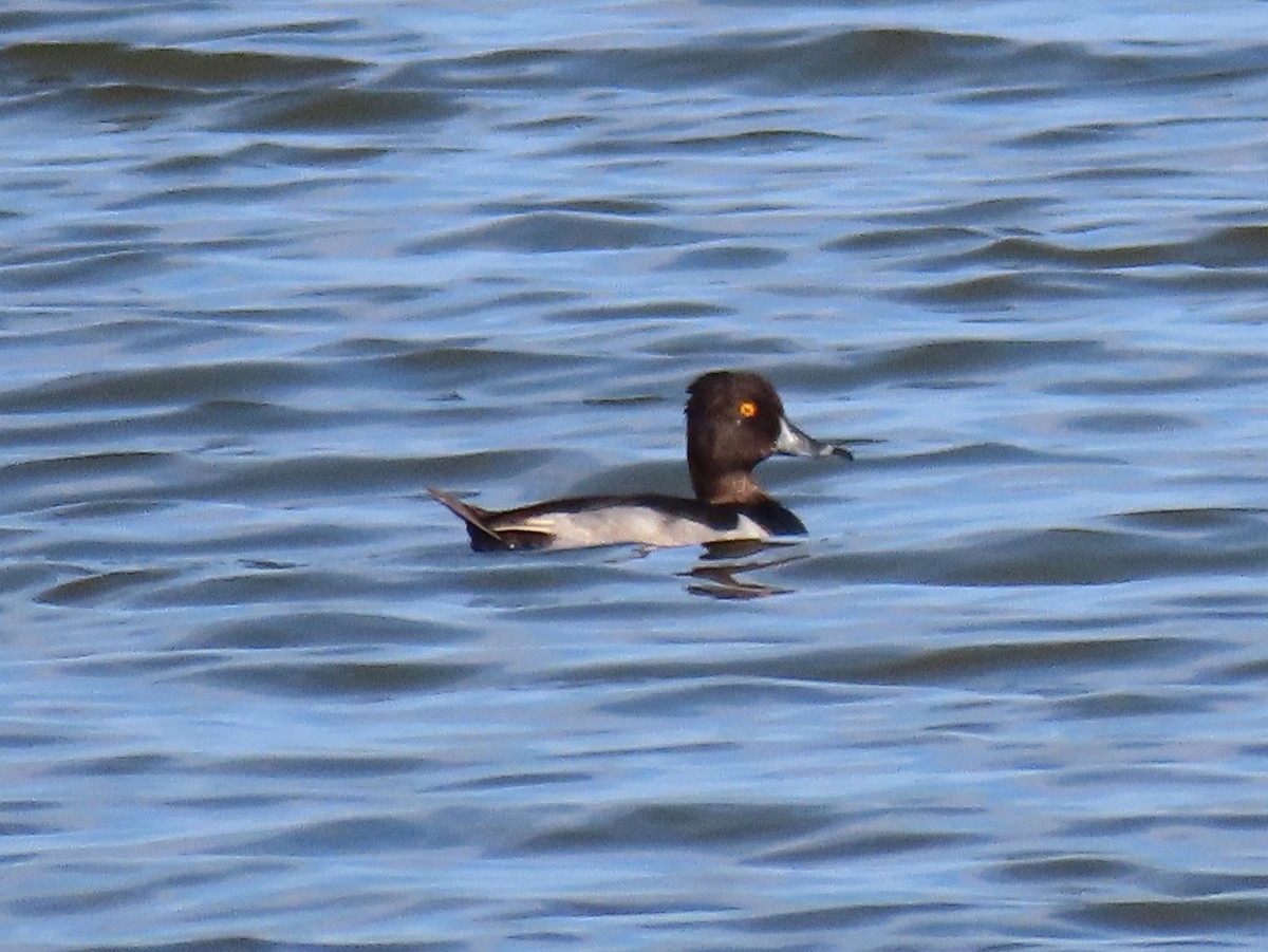 Ring-necked Duck - ML586668421