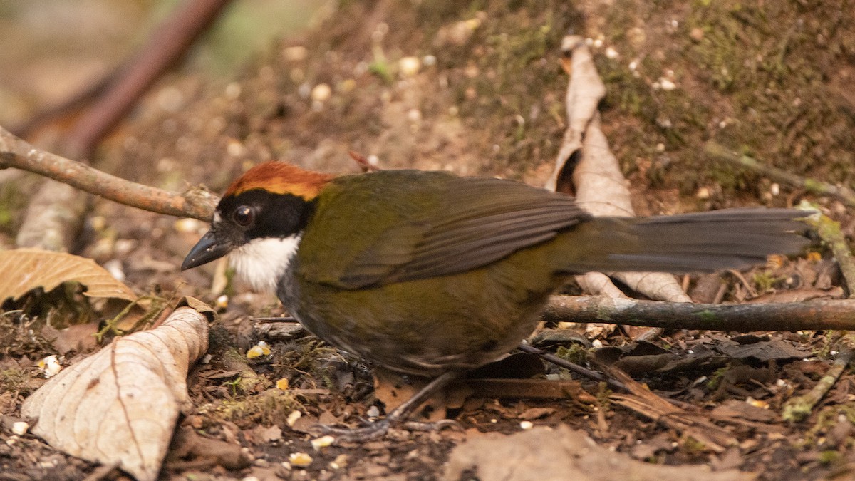 Chestnut-capped Brushfinch - ML586668991