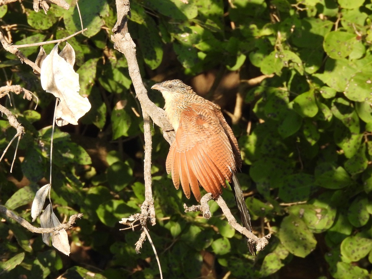 Coucal à sourcils blancs - ML586669611