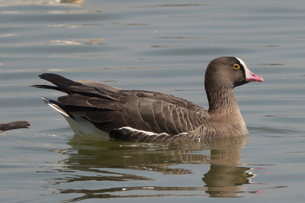 Lesser White-fronted Goose - ML586669731
