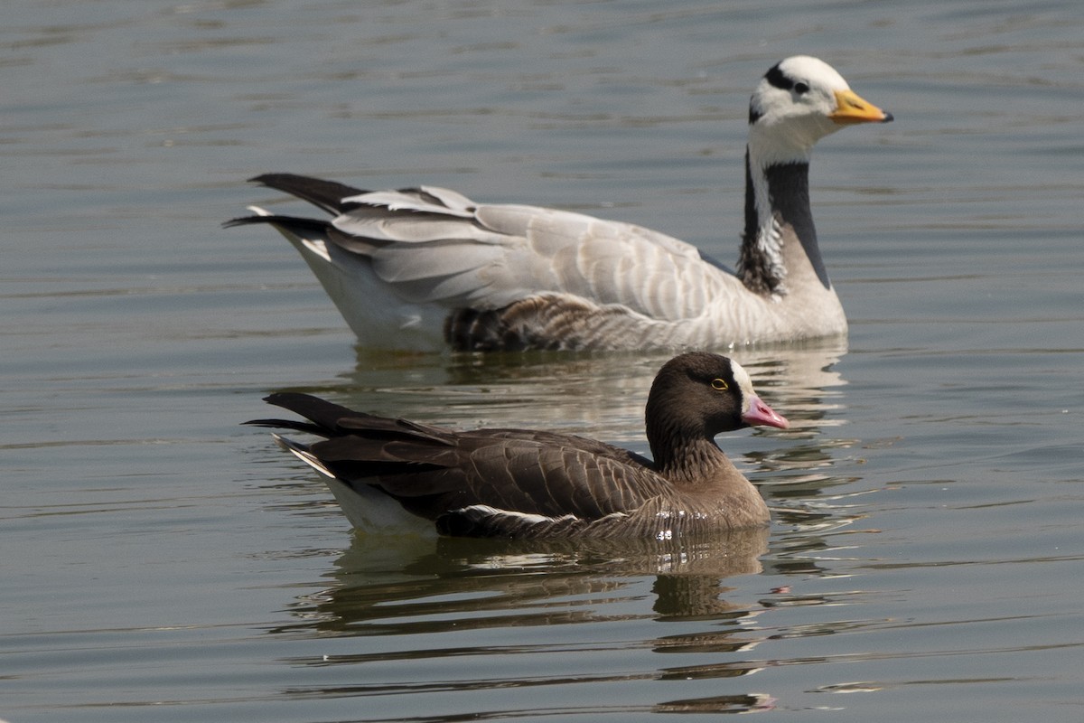 Lesser White-fronted Goose - ML586669741