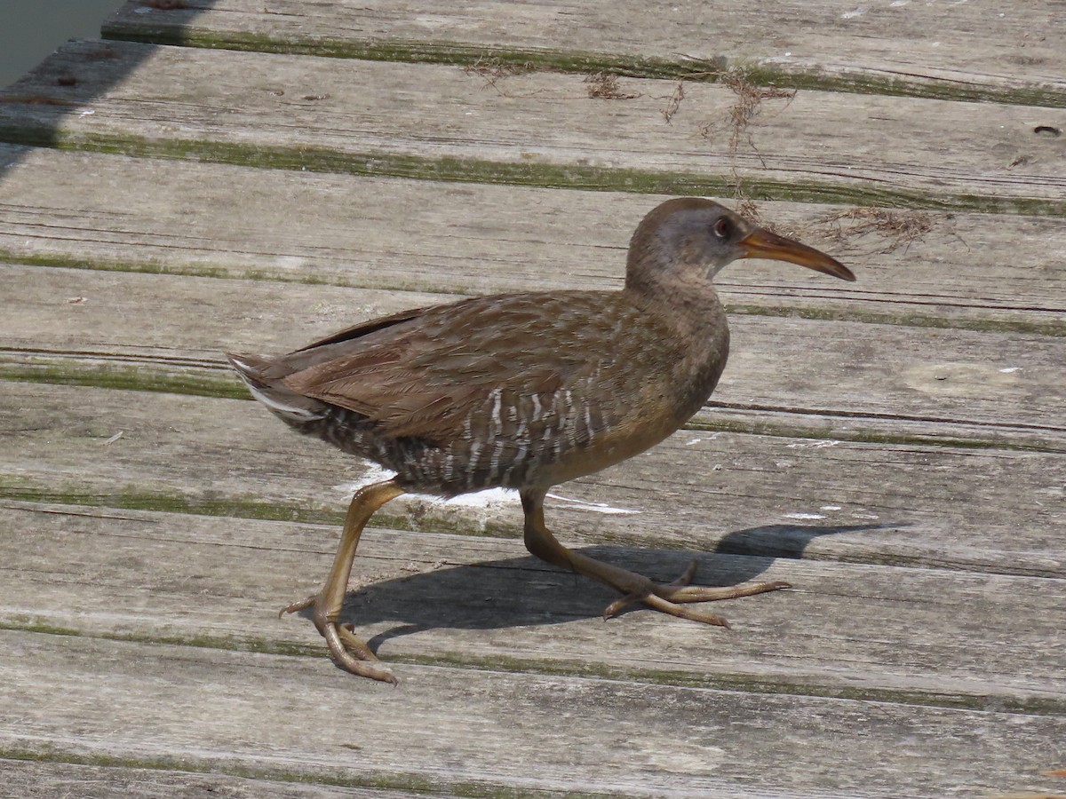 Clapper Rail - ML586669851