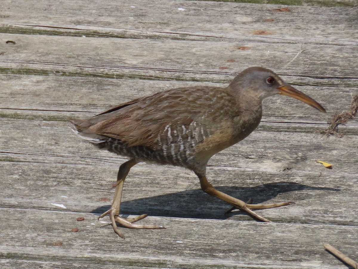 Clapper Rail - ML586669871