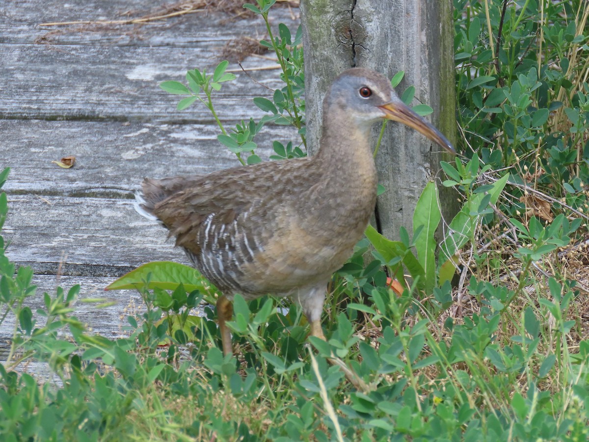 Clapper Rail - ML586669901