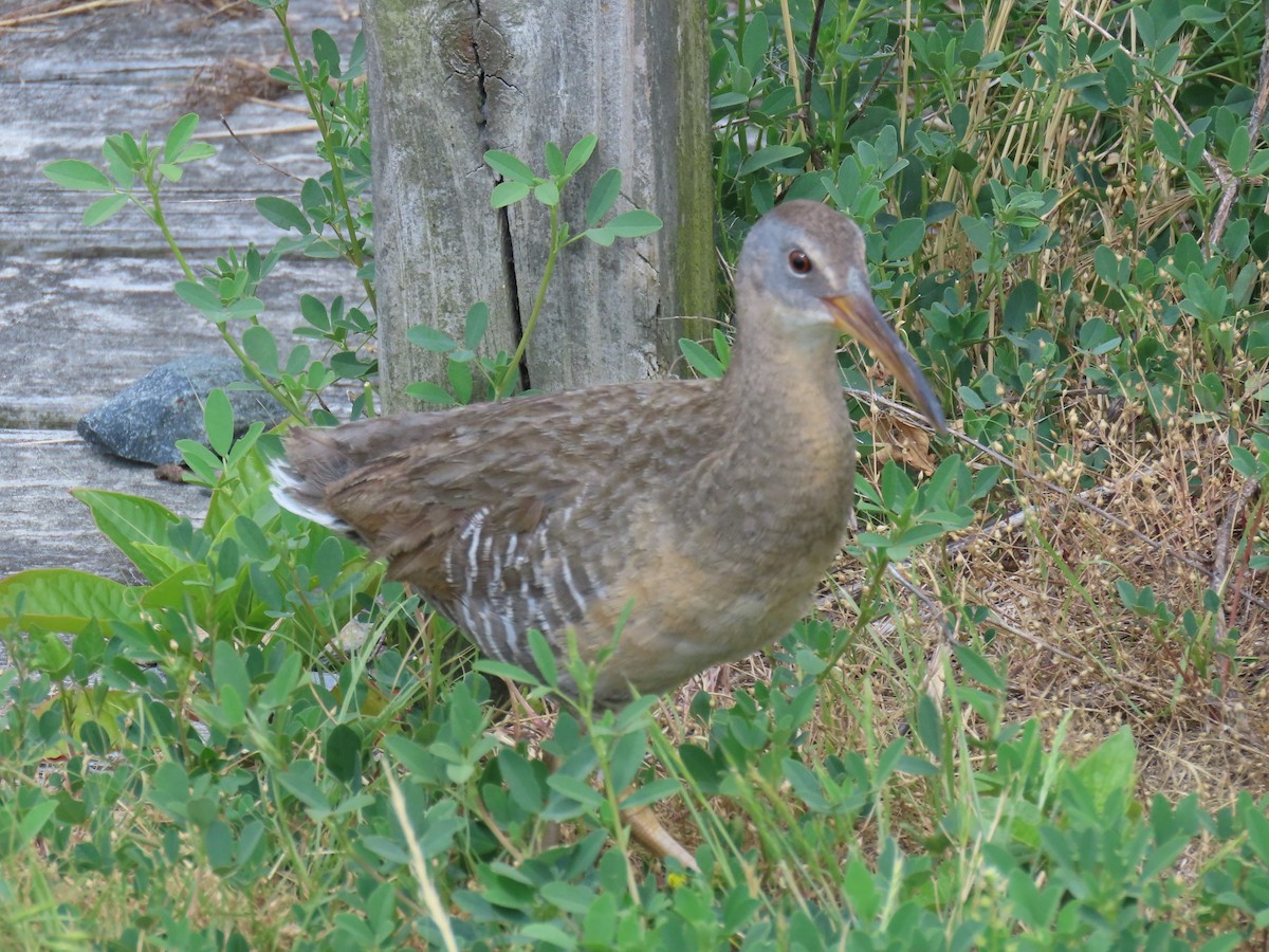 Clapper Rail - Port of Baltimore