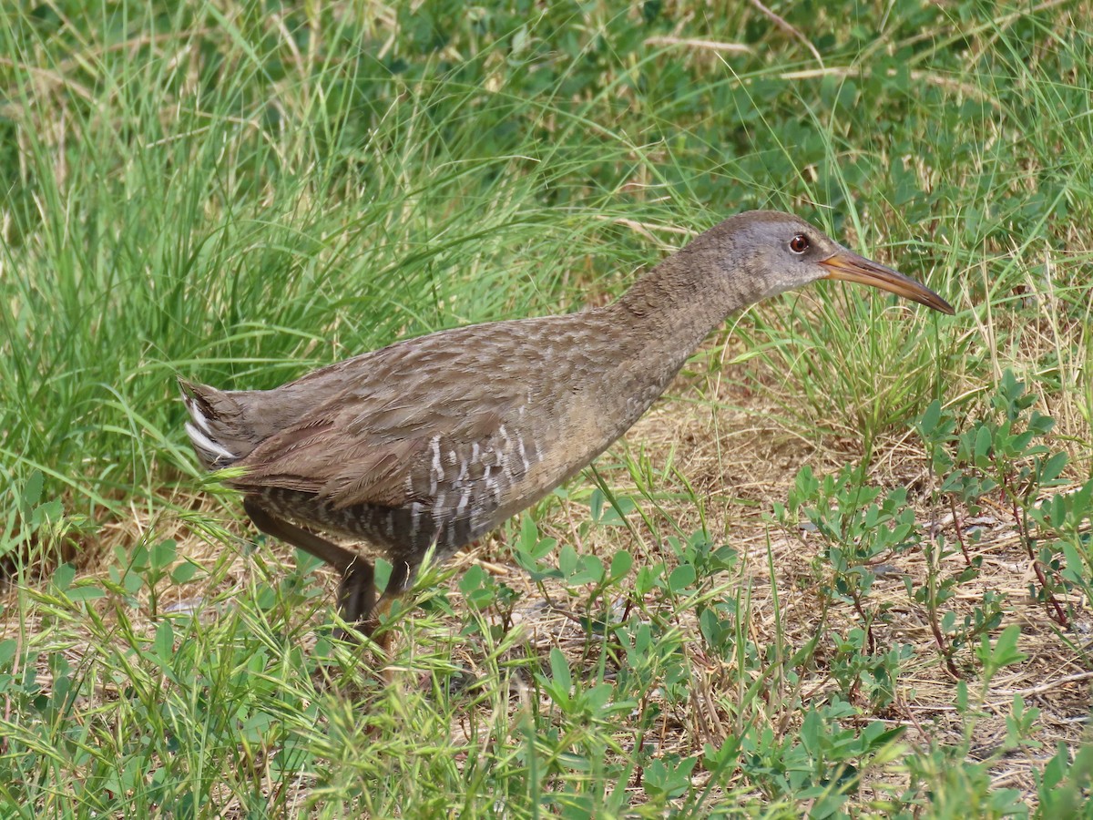 Clapper Rail - ML586669981