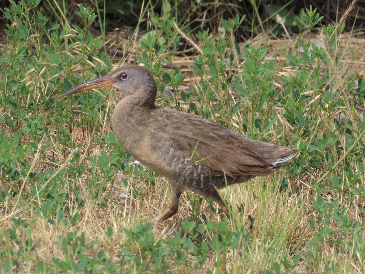 Clapper Rail - ML586669991