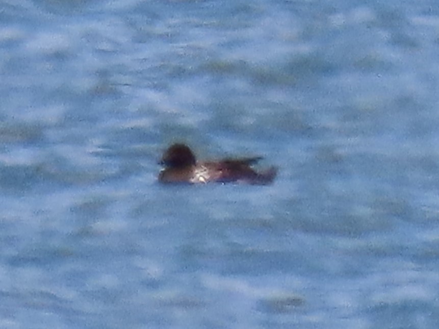 White-winged Scoter - ML586670121