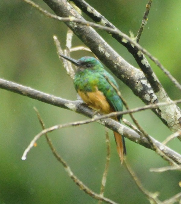 Jacamar à couronne bleue - ML586670381