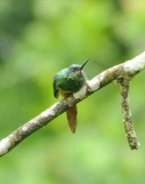 Bluish-fronted Jacamar - Dušan Brinkhuizen