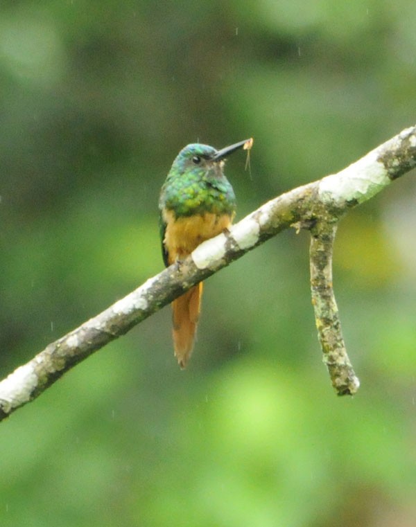 Jacamar à couronne bleue - ML586670411