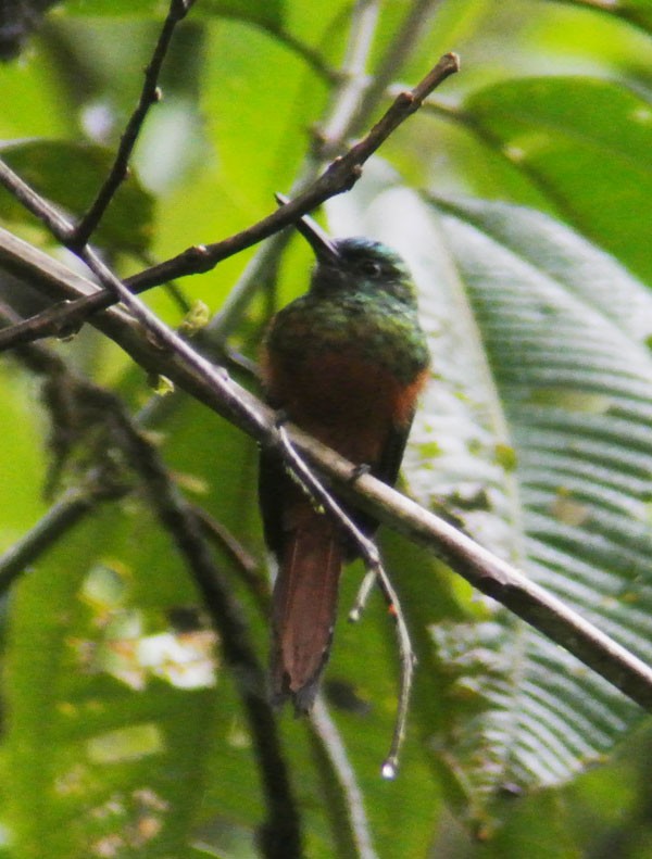 Jacamar à couronne bleue - ML586670431