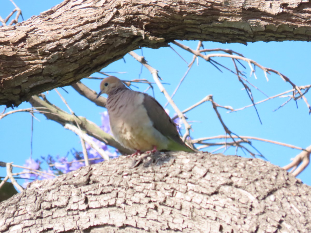 Mourning Dove - ML586670501