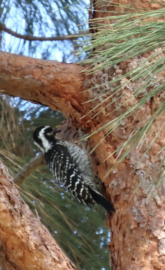 Nuttall's Woodpecker - ML586670771