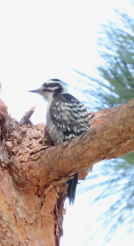 Nuttall's Woodpecker - ML586670781