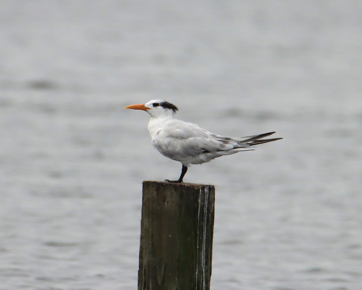 Royal Tern - ML586670851