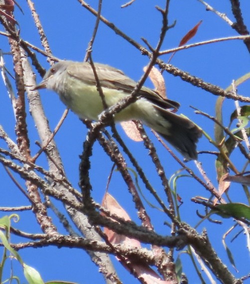 Cassin's Kingbird - ML586670941