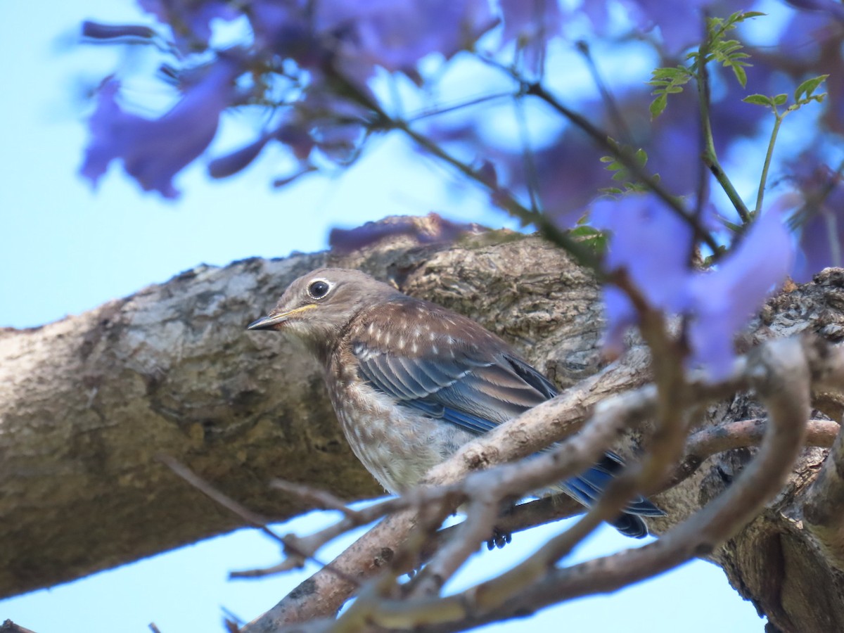 Western Bluebird - ML586671071