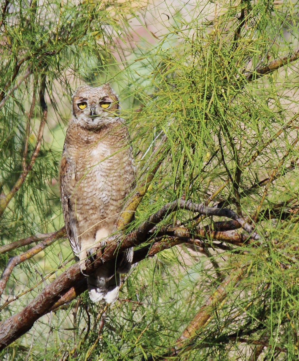 Great Horned Owl - ML586671141